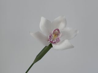 Цимбідіум білий , 1 шт.