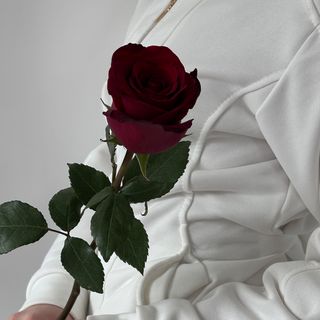 Троянда Експлоуер, 1 шт