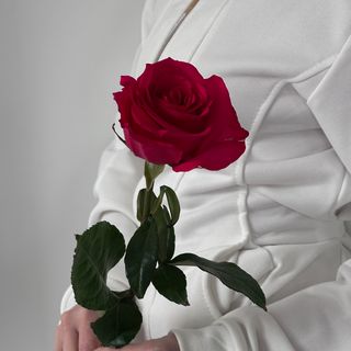 Троянда Квін Бері, 1 шт