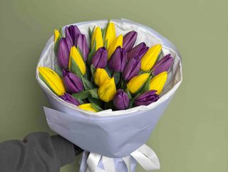 Букет із 25 жовтих та фіолетових тюльпанів