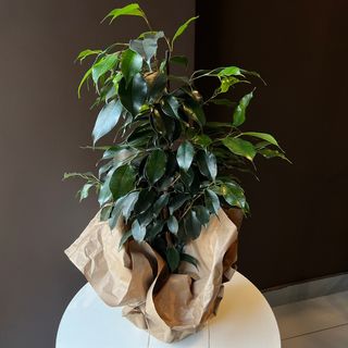 Фікус Бенджаміна велика