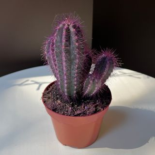 Кактус у горщику фіолетовий