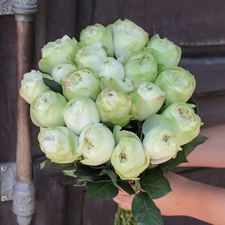 Троянда Кхела, 1 шт
