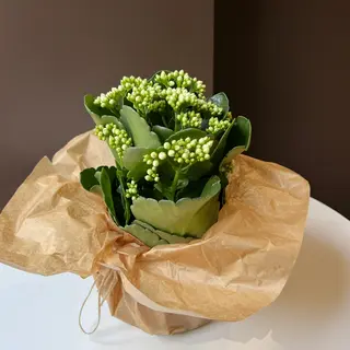 Каланхое біле