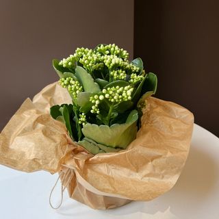 Каланхое біле