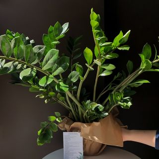 Заміокулькас 