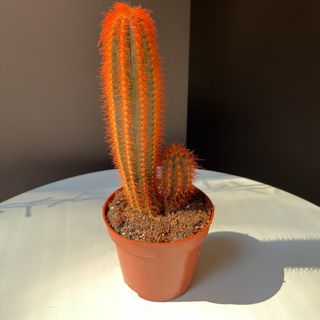Кактус у горщику помаранчевий
