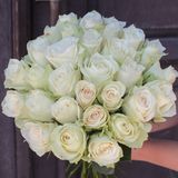 Троянда Атена, 1 шт