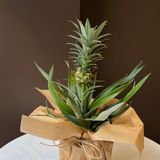 Декоративний ананас