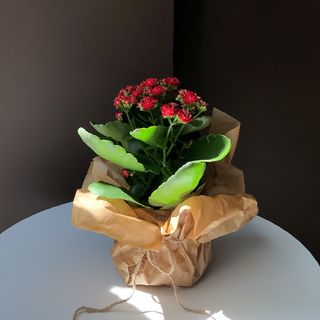 Каланхое червоне