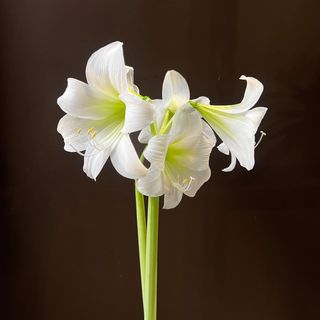 Амариліс у горщику