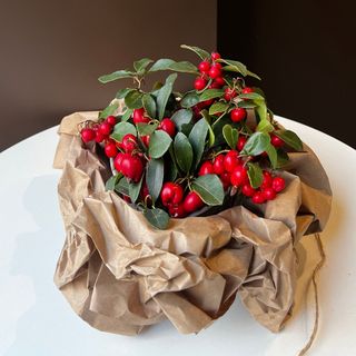 Гаультерія