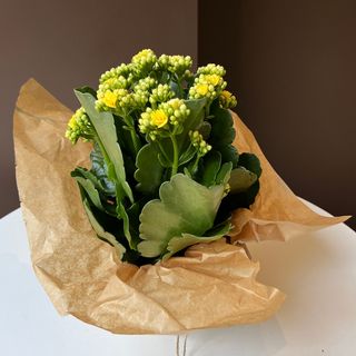 Каланхое жовте