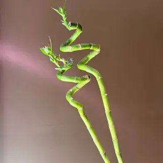Бамбук