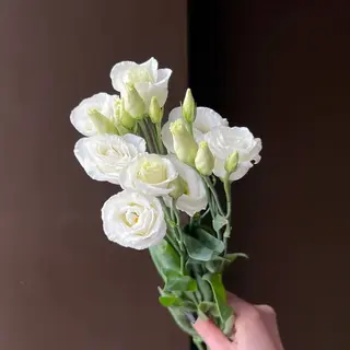 Еустома біла