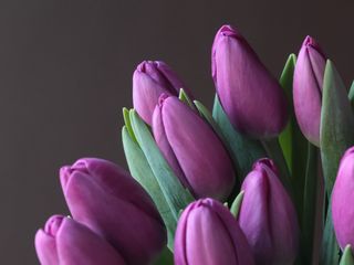 Тюльпан фіолетовий, 1 шт