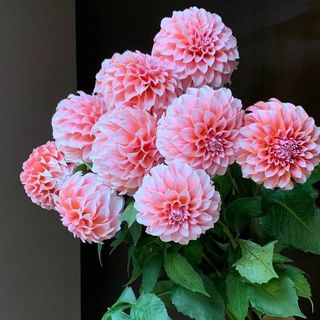 Жоржина (1шт)