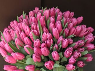 Тюльпан рожевий, 1 шт