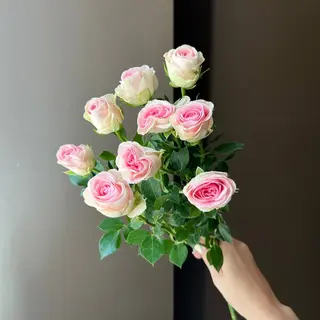 Кущова троянда