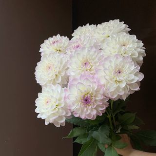 Жоржина Евелін (1шт)