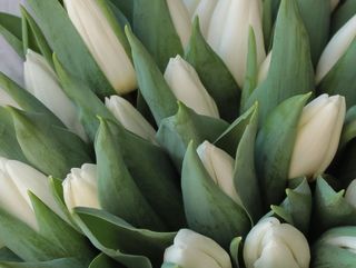 Тюльпан білий, 1 шт