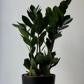Заміакулькас 12*40