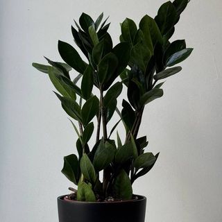 Заміакулькас 12*40