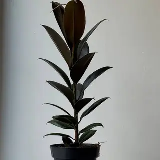 Фокус еластика Melany 14*40