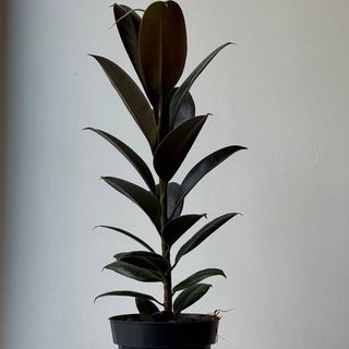 Фокус еластика Melany 14*40