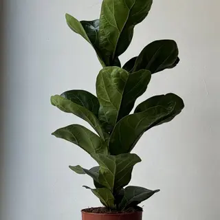 Фікус лірата Bambino 12*50