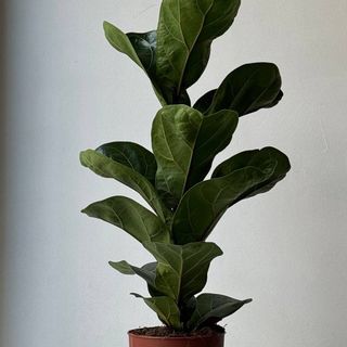 Фікус лірата Bambino 12*50