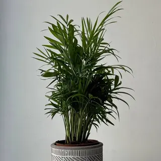 Хамедорея Elegans 9*30