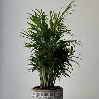 Хамедорея Elegans 9*30