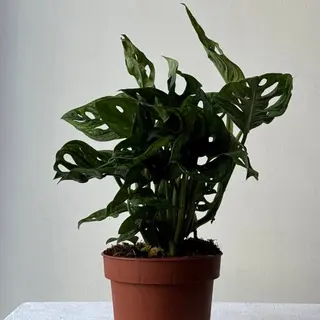 Монстера Adansonii12*30