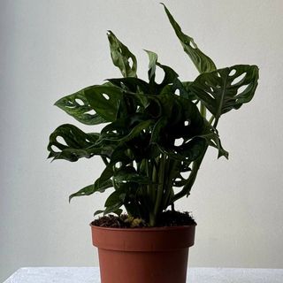 Монстера Adansonii12*30
