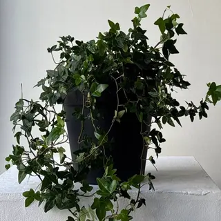 Плющ (хедера) 35*20