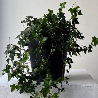 Плющ (хедера) 35*20