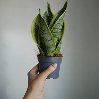 Сансі Футура 