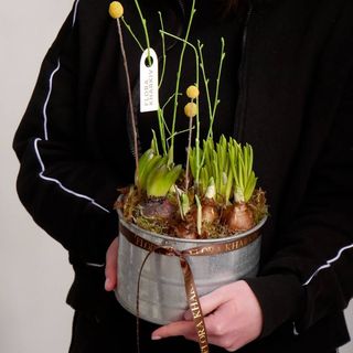 Кашпо з першоцвітами