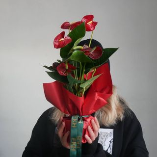 антуріум 40 см