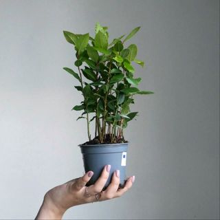 Лавровий лист