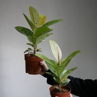 Фікус Шріверіана