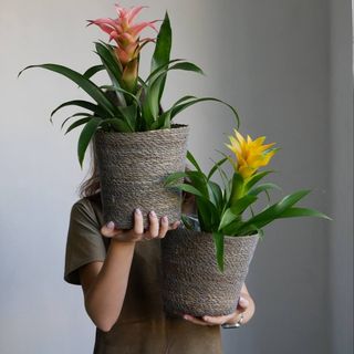 Гузманія в ассортименті