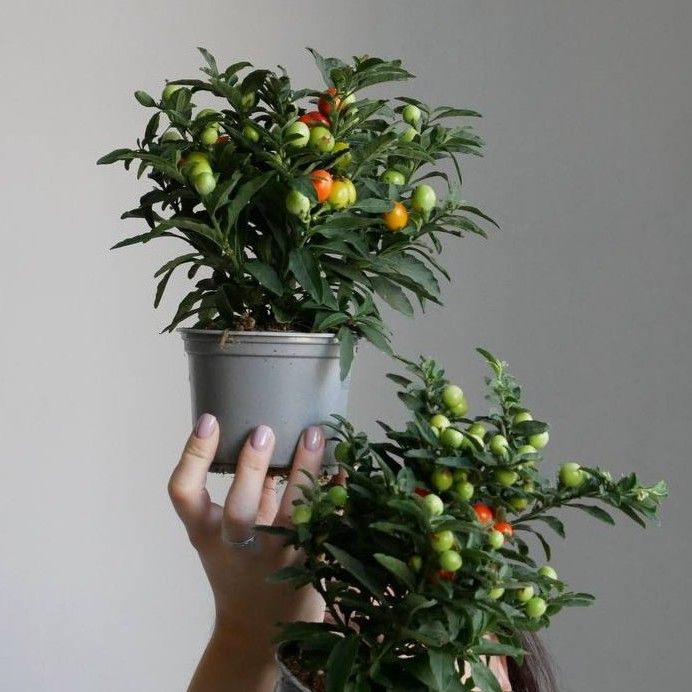 КІМНАТНІ РОСЛИНИ