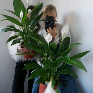 Спатифілум Королівський