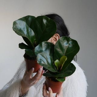 Фікус Ліра Бамбіно