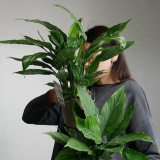 Спатіфілум Даймонд 