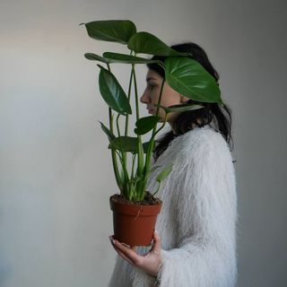 Монстера Деліоса