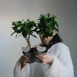 Фікус Майя