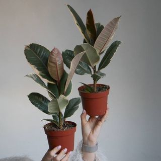 Фікус Тініке